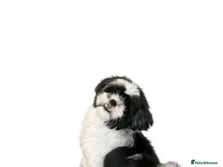 Shih Tzu dogs Kizzy shih tzu girl - Advert 4
