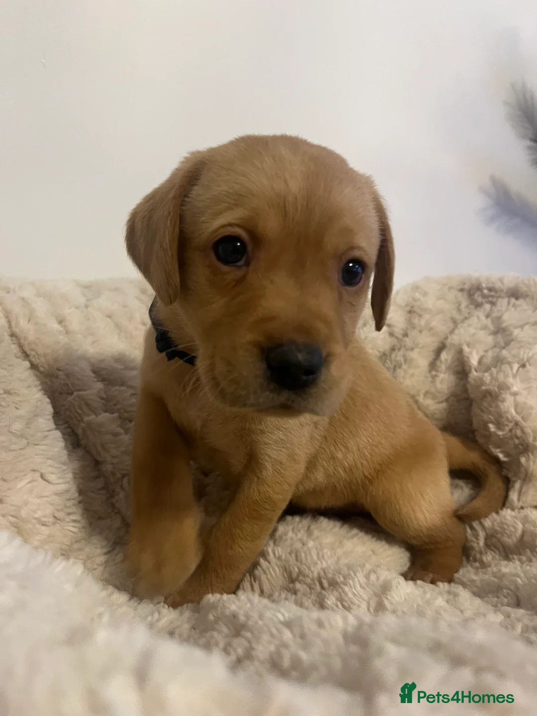 Labrador Retriever dogs for sale: Stunning Chunky KC Registered Labrador Puppies  - Advert 1