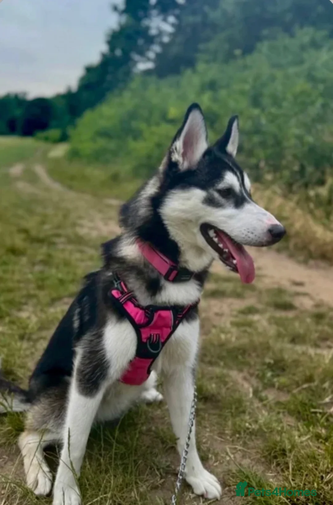 Siberian Husky dogs for sale: Siberian husky - Advert 4