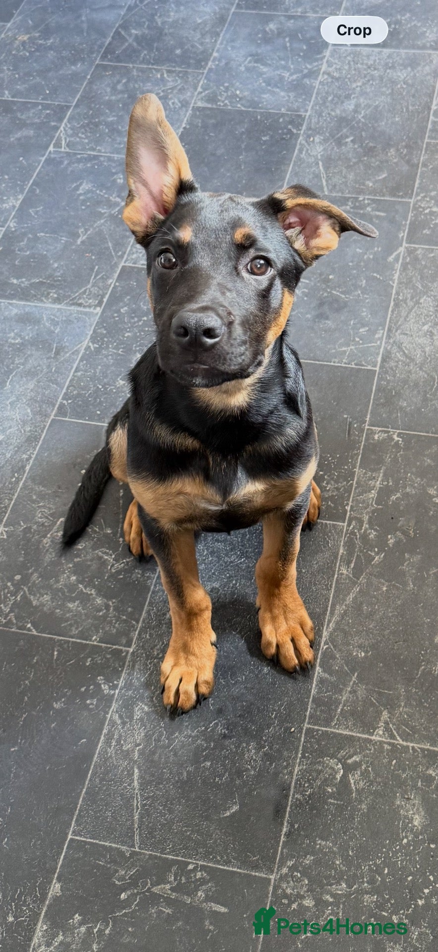 Mixed Breed dogs Mixed breed  - Advert 1