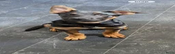 Mixed Breed dogs for sale: Mixed breed  - Advert 1