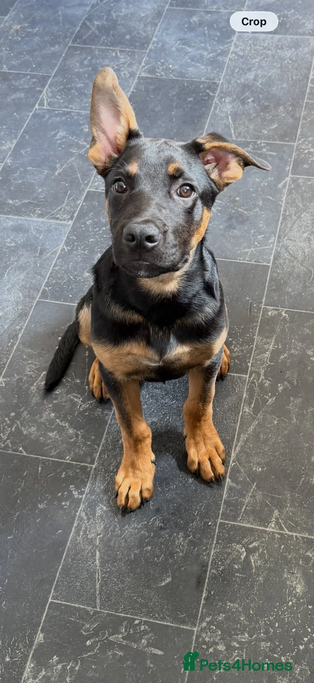 Mixed Breed dogs for sale: Mixed breed  - Advert 1