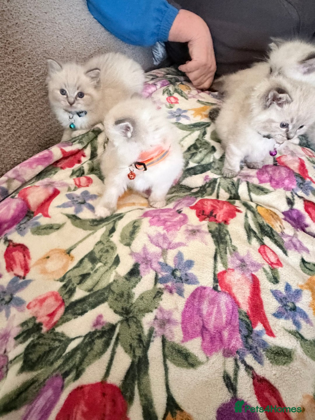 Ragdoll cats for sale: Special Ragdoll babies  - Advert 9