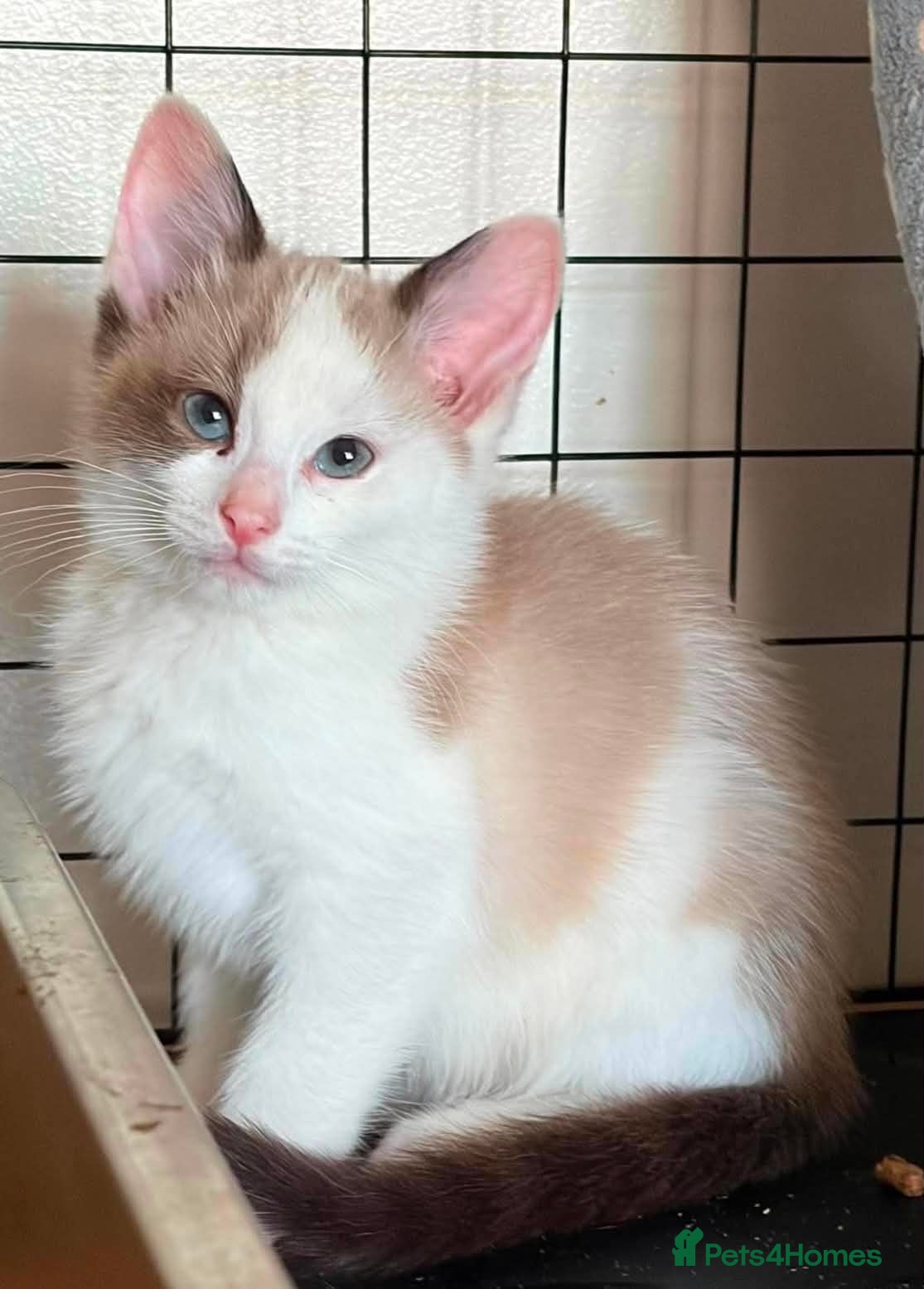 Ragdoll cats CROSS ragdoll kittens - Advert 1