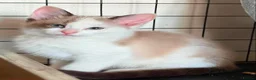 Ragdoll cats for sale: CROSS ragdoll kittens - Advert 1