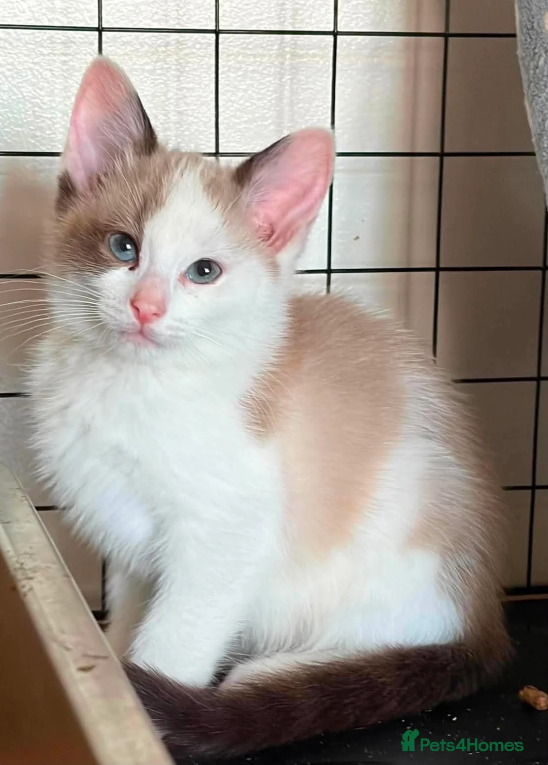 Ragdoll cats for sale: CROSS ragdoll kittens - Advert 1