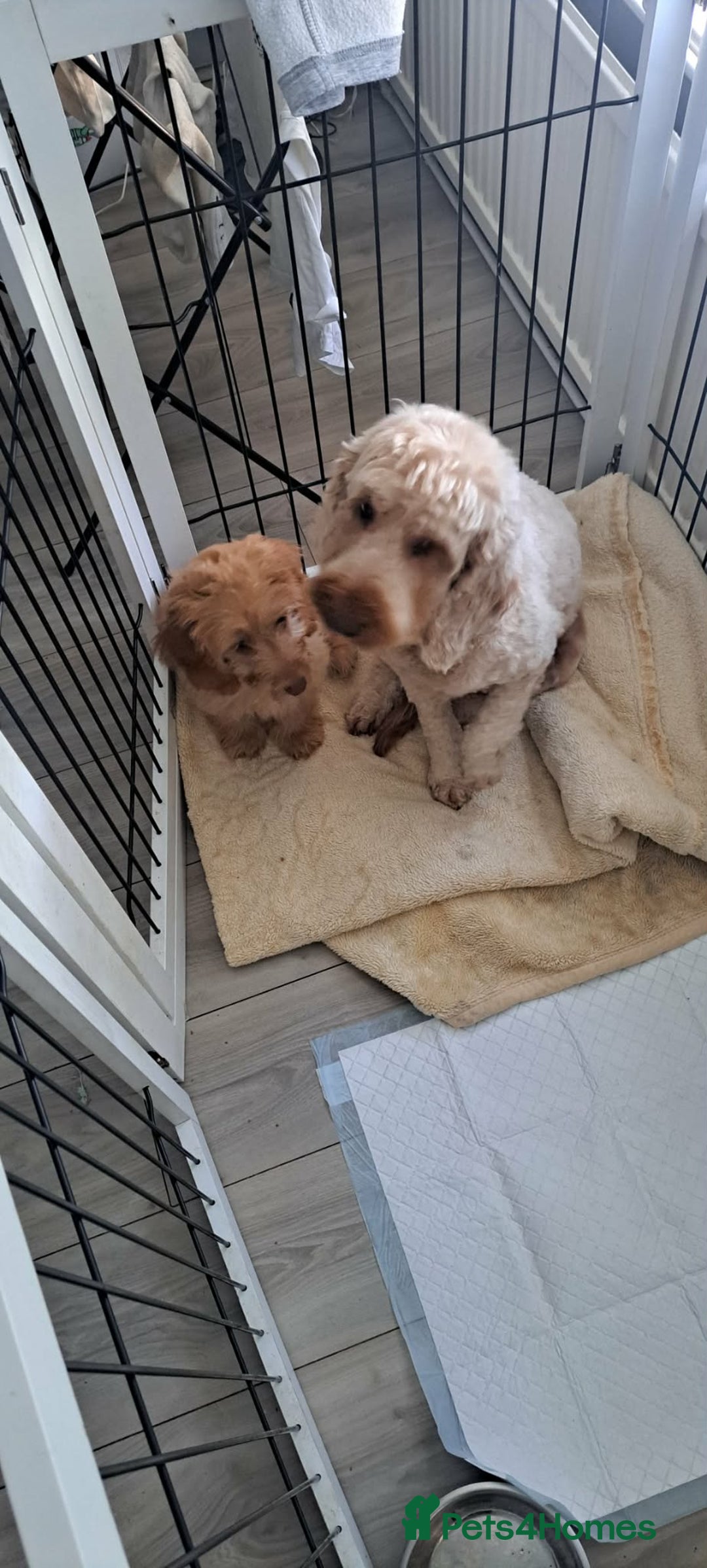 Cavapoo dogs for sale: One male Cavapoo - Advert 7
