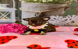 Chihuahua dogs for sale: 💜🤎 Exotic KC LC chihuahuas 🤎💜 - Image 3