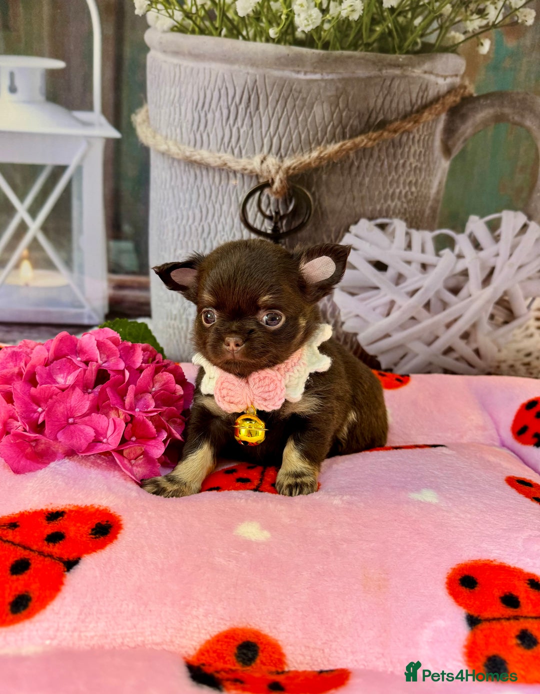 Chihuahua dogs for sale: 💜🤎 Exotic KC LC chihuahuas 🤎💜 - Image 3