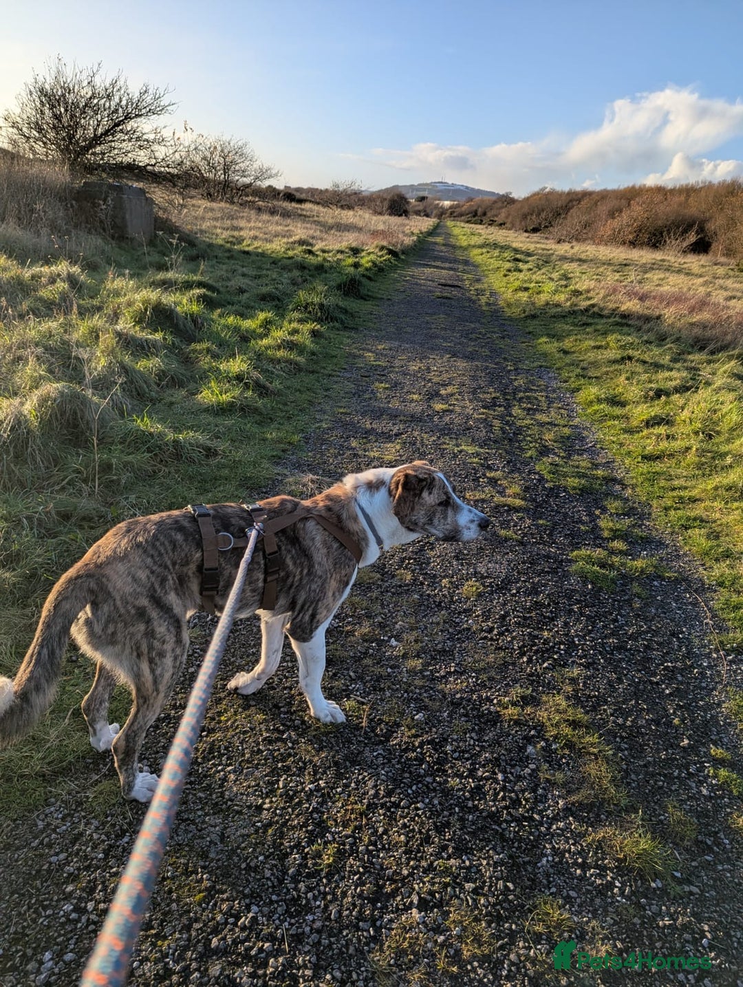 Mixed Breed dogs for adoption: Urgent Foster Home - Advert 6