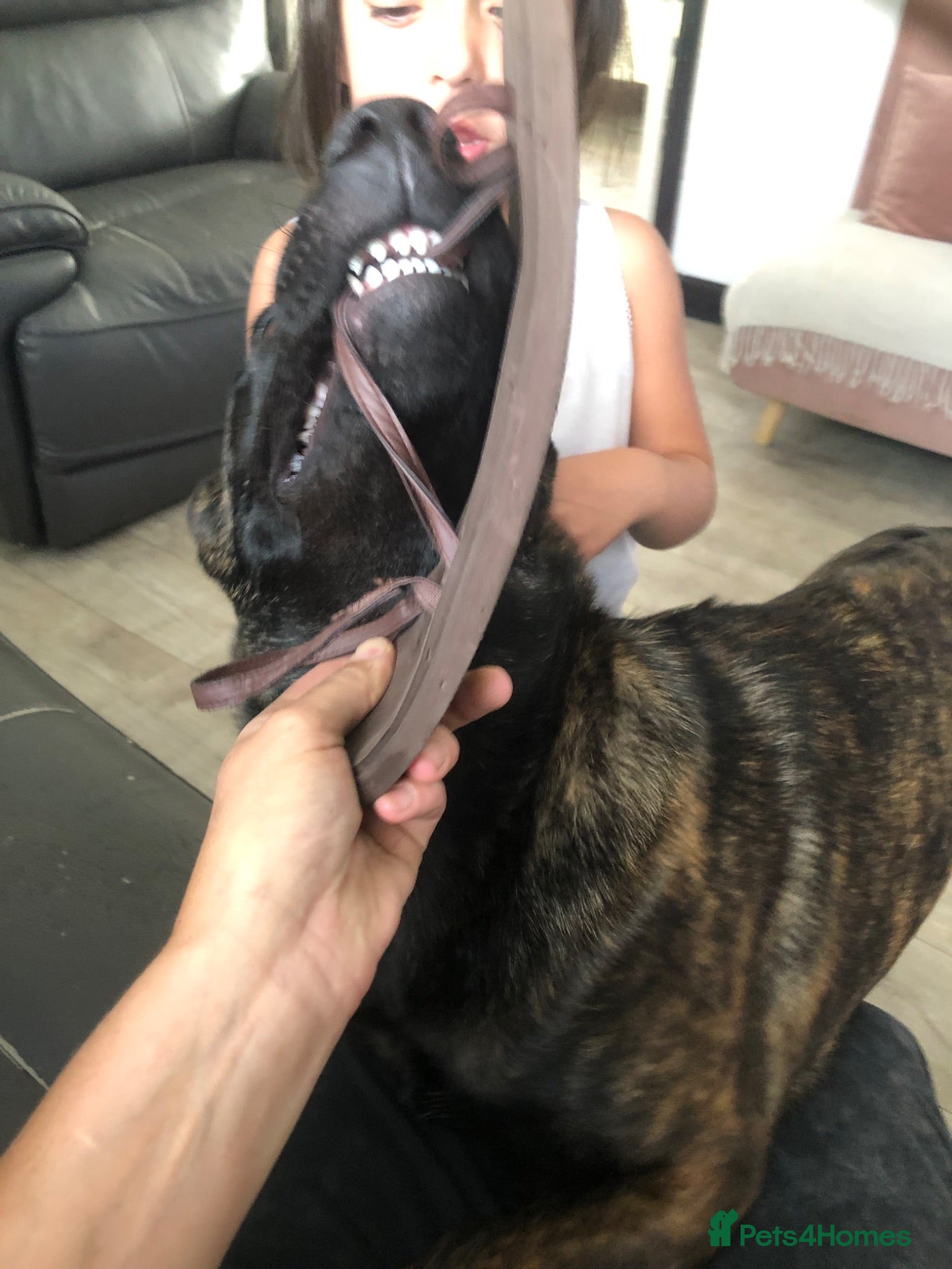 Belgian Shepherd Dog dogs Dutch shepherd he isn’t a Belgian  - Advert 1