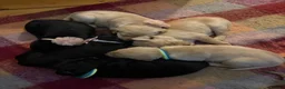 Goldador dogs for sale: 🐾 Beautiful Goldador Puppies 🐾 in Rotherham - Advert 6