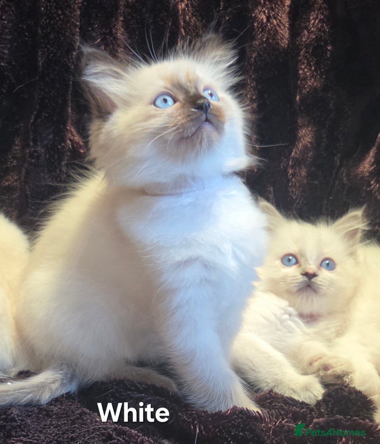 Ragdoll cats 🏆GCCF REG. EXTENSIVELY TESTED RAGDOLL KITTENS🌟 - Advert 2