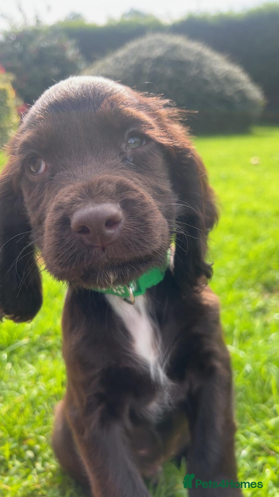 Sprocker dogs Sprocker Pups  - Advert 16