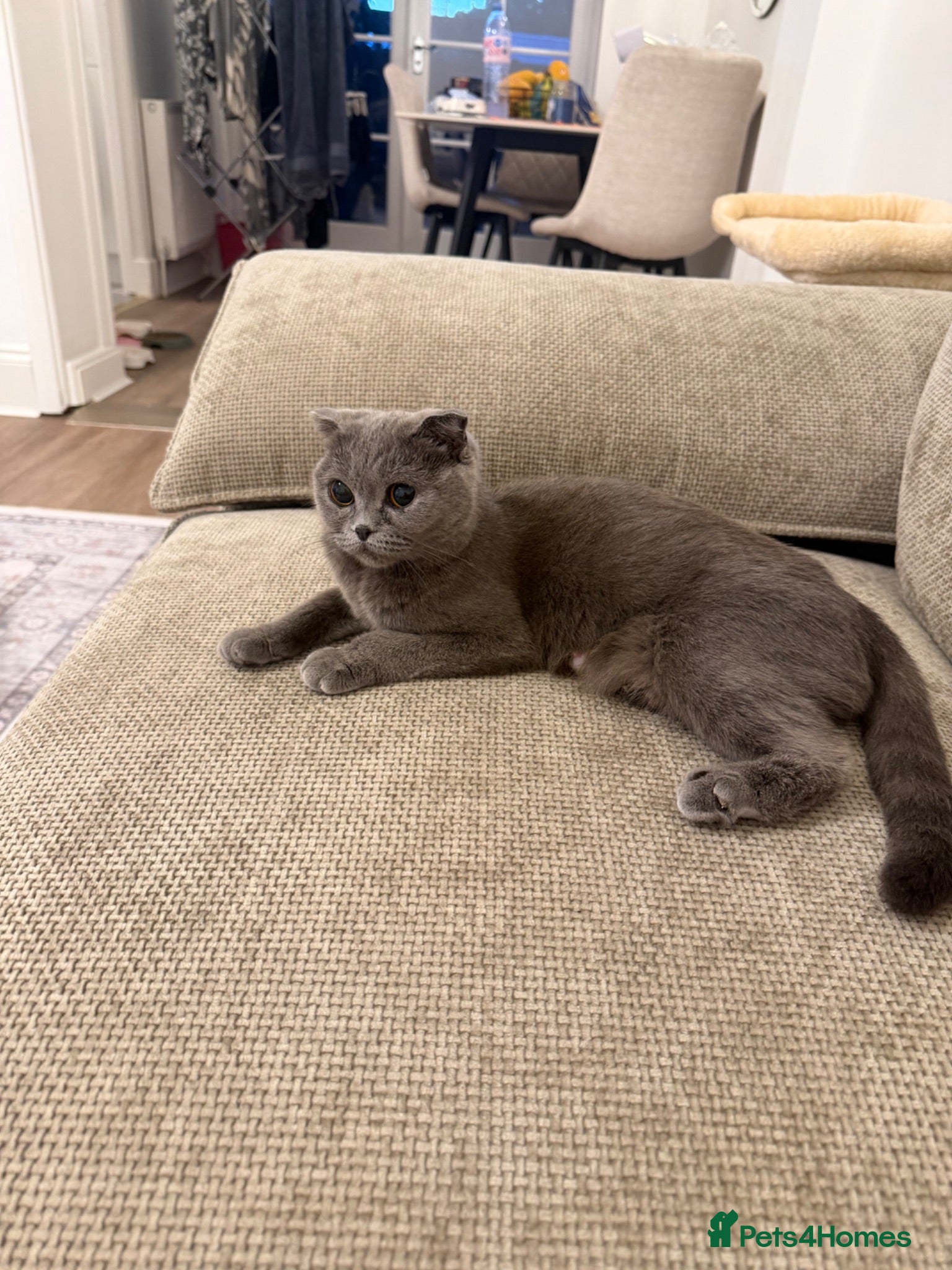 Scottish Fold cats Beautiful British shorthair kittens for sale  - Advert 3