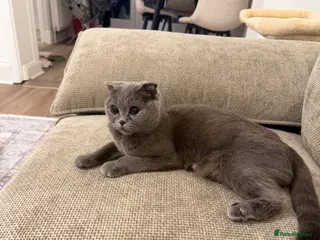 Scottish Fold cats Beautiful kittens for sale - Advert 4