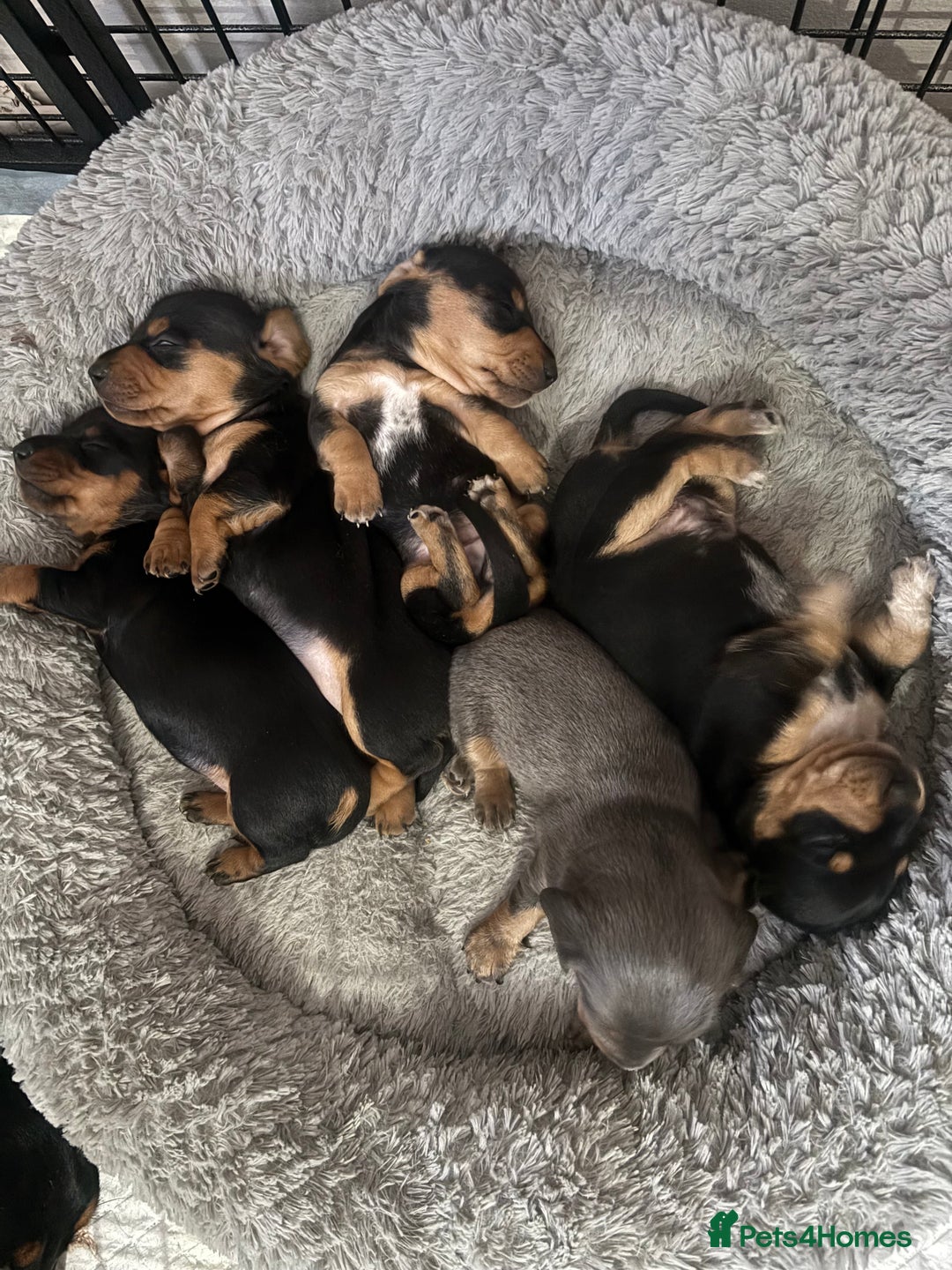 Miniature Dachshund dogs for sale: 5 Beautiful Miniature Dachshund’s  - Advert 18
