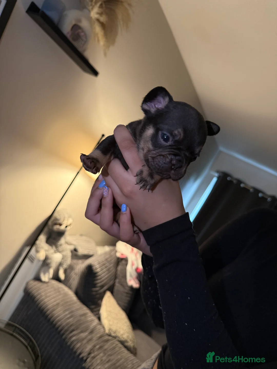 French Bulldog dogs for sale: French bulldog puppies fluffie carriers  - Advert 26