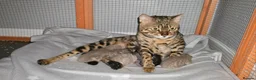 Bengal cats for sale: 5 bengal boys looking for their furrever home - Advert 8