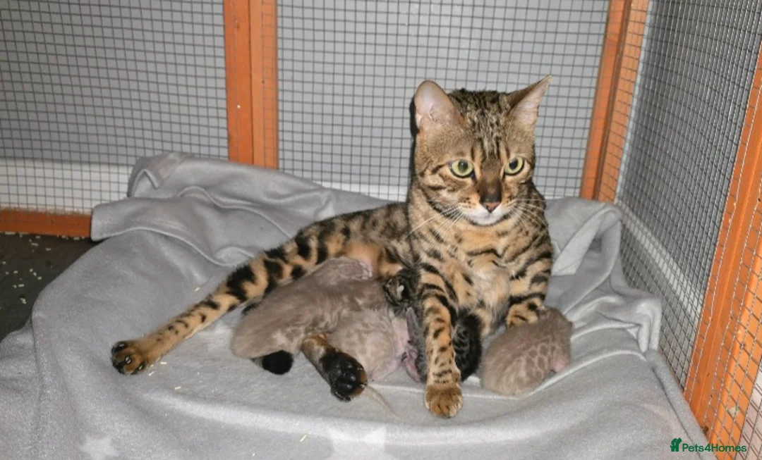 Bengal cats for sale: 5 bengal boys looking for their furrever home - Advert 8