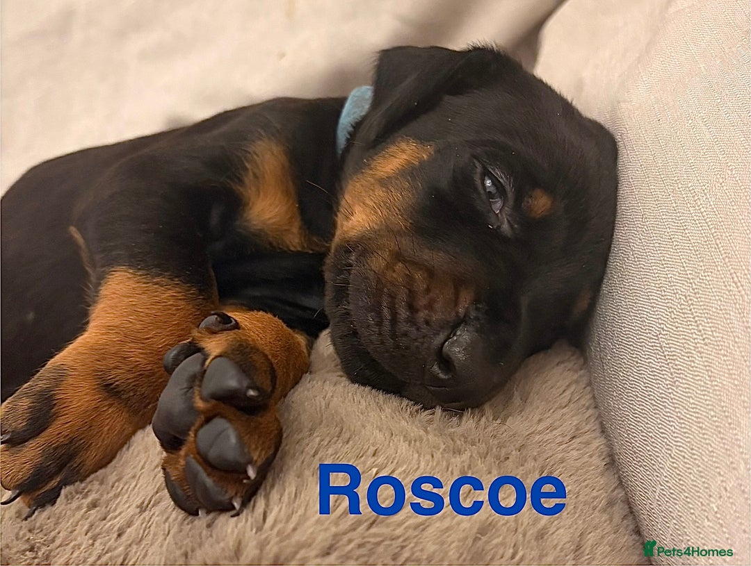 Dobermann dogs for sale: Doberman puppies  - Image 6