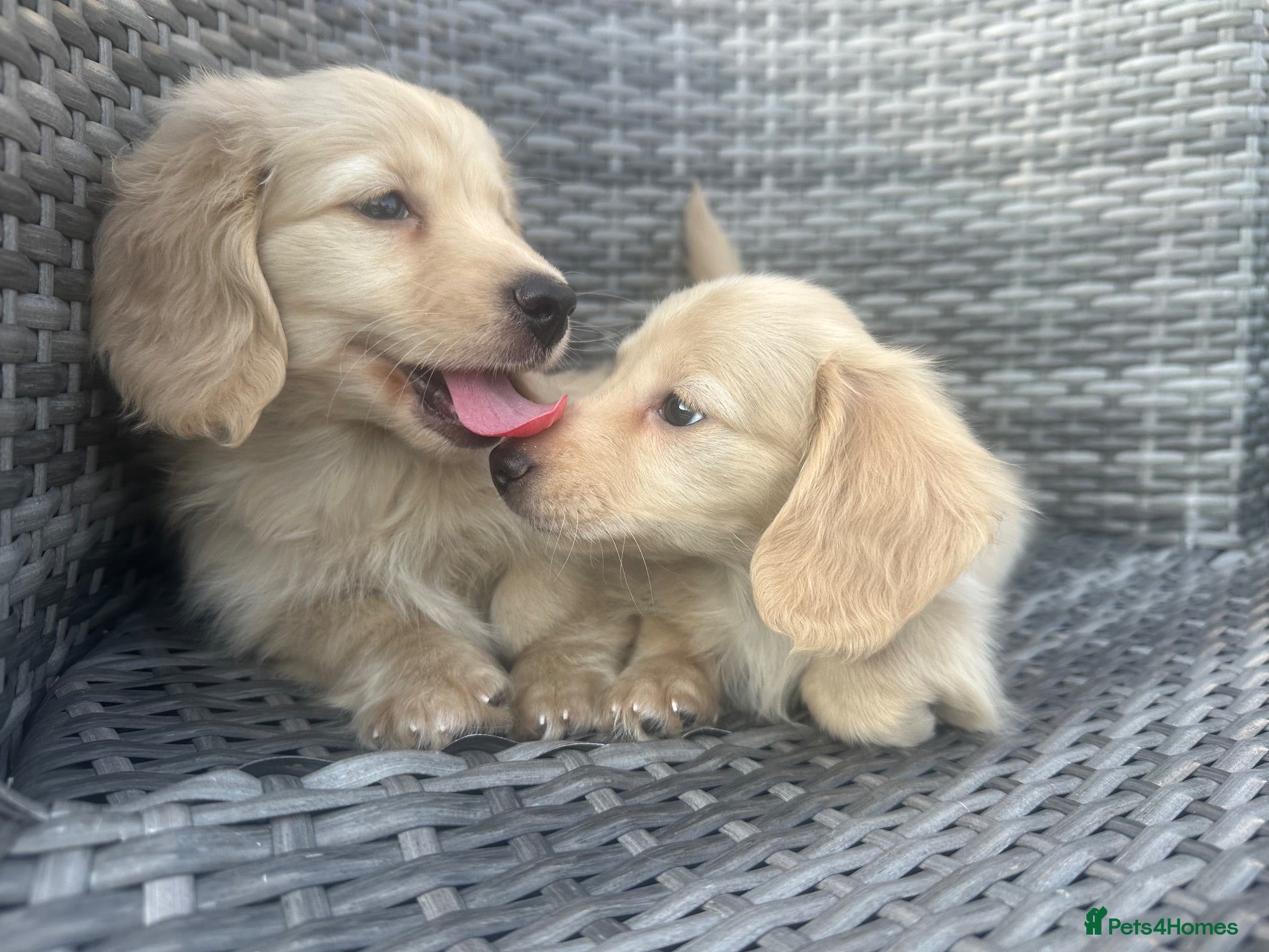 Miniature Dachshund dogs 👑 CREAM MINI DACHSHUNDS 👑 KC ✨ HEALTH TESTED ✨ - Advert 2