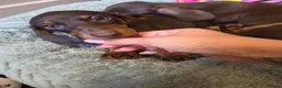 Miniature Dachshund dogs for sale: Kc registered Miniature Dachshund  - Advert 5