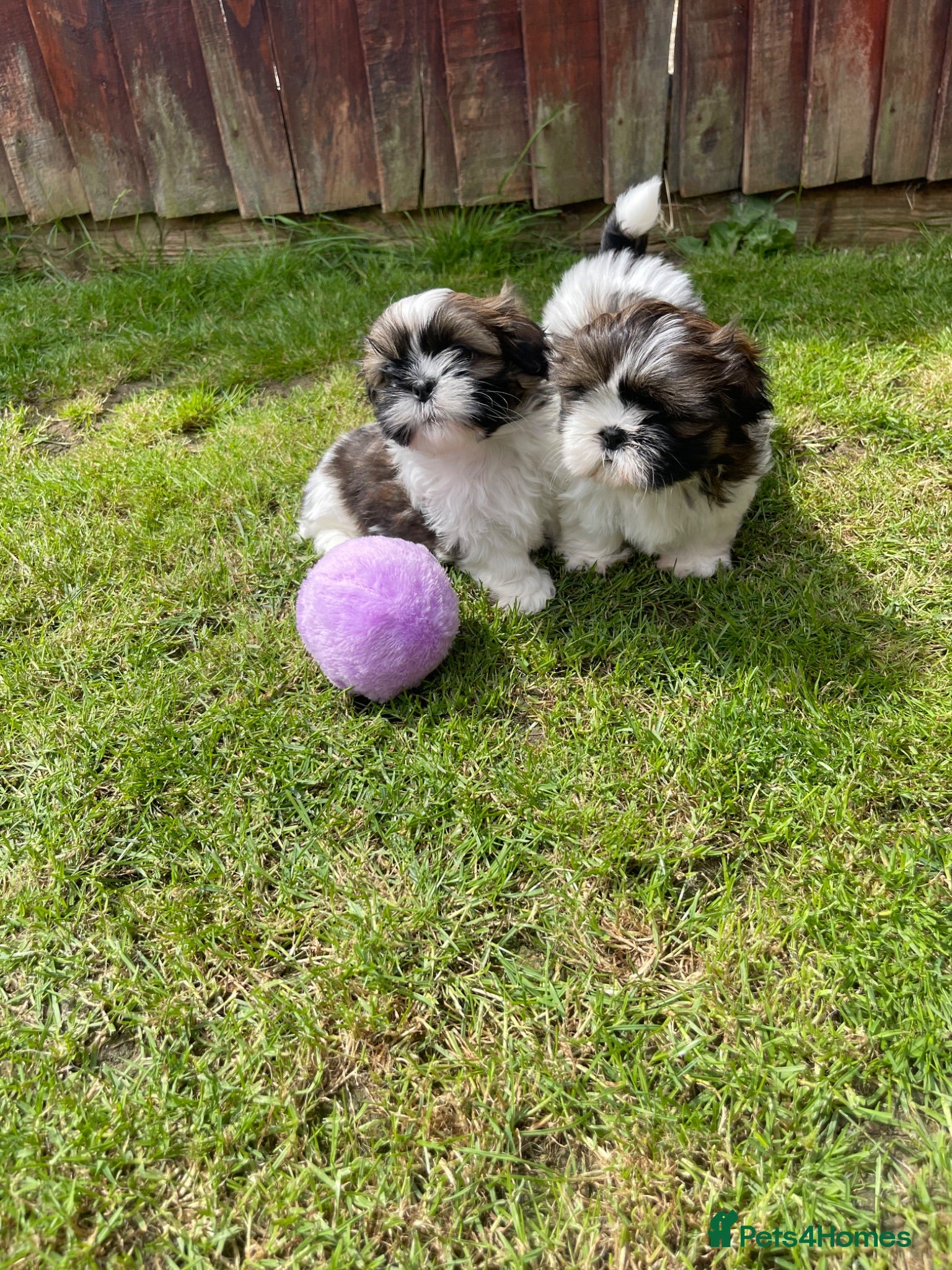 Shih Tzu dogs Imperial Shihtzu puppies for sale  - Advert 1