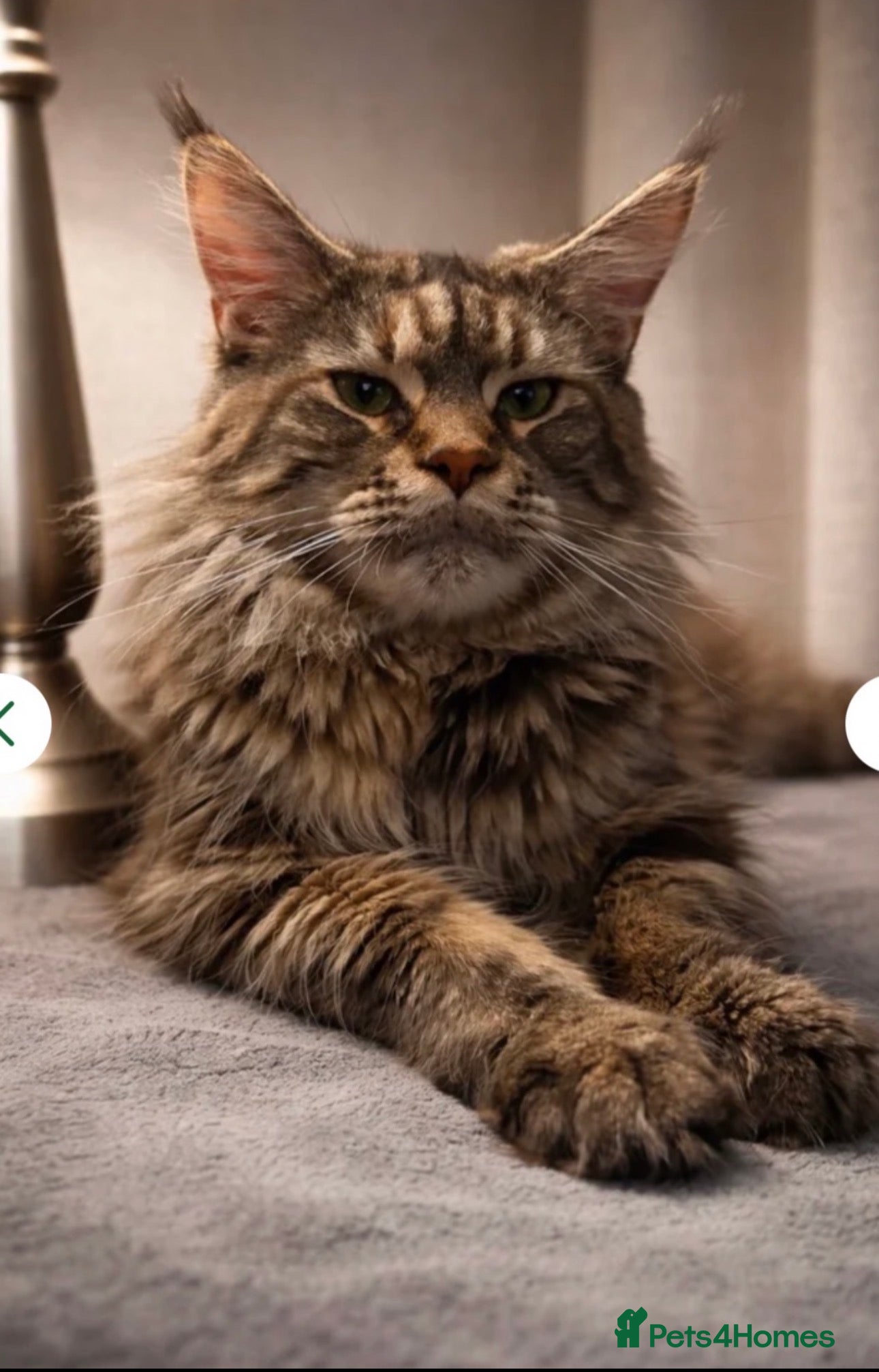 Maine Coon cats ACTIVE TICA Maine Coon Kittens available - Advert 11
