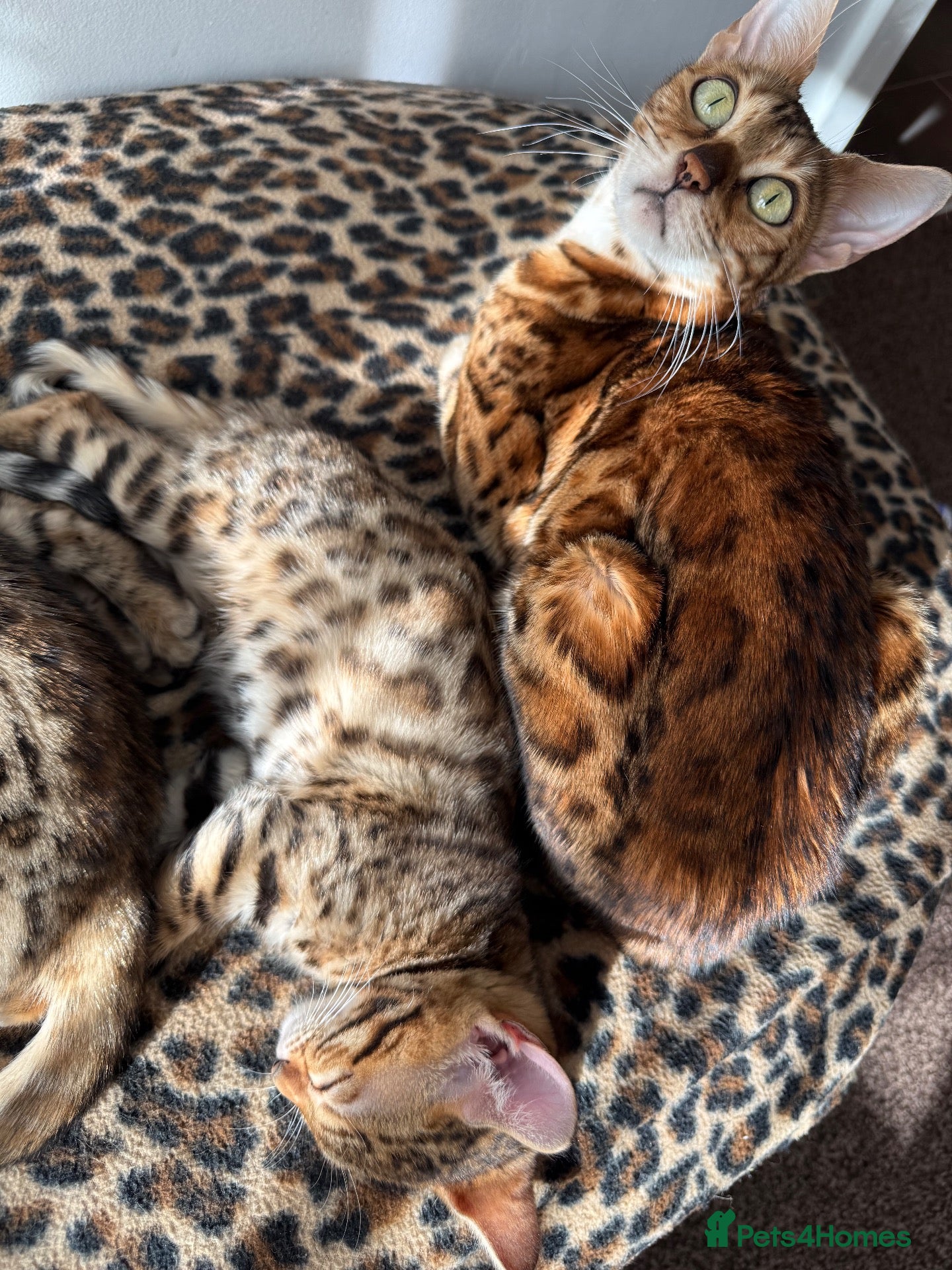 Bengal cats Bengal kittens - Advert 1