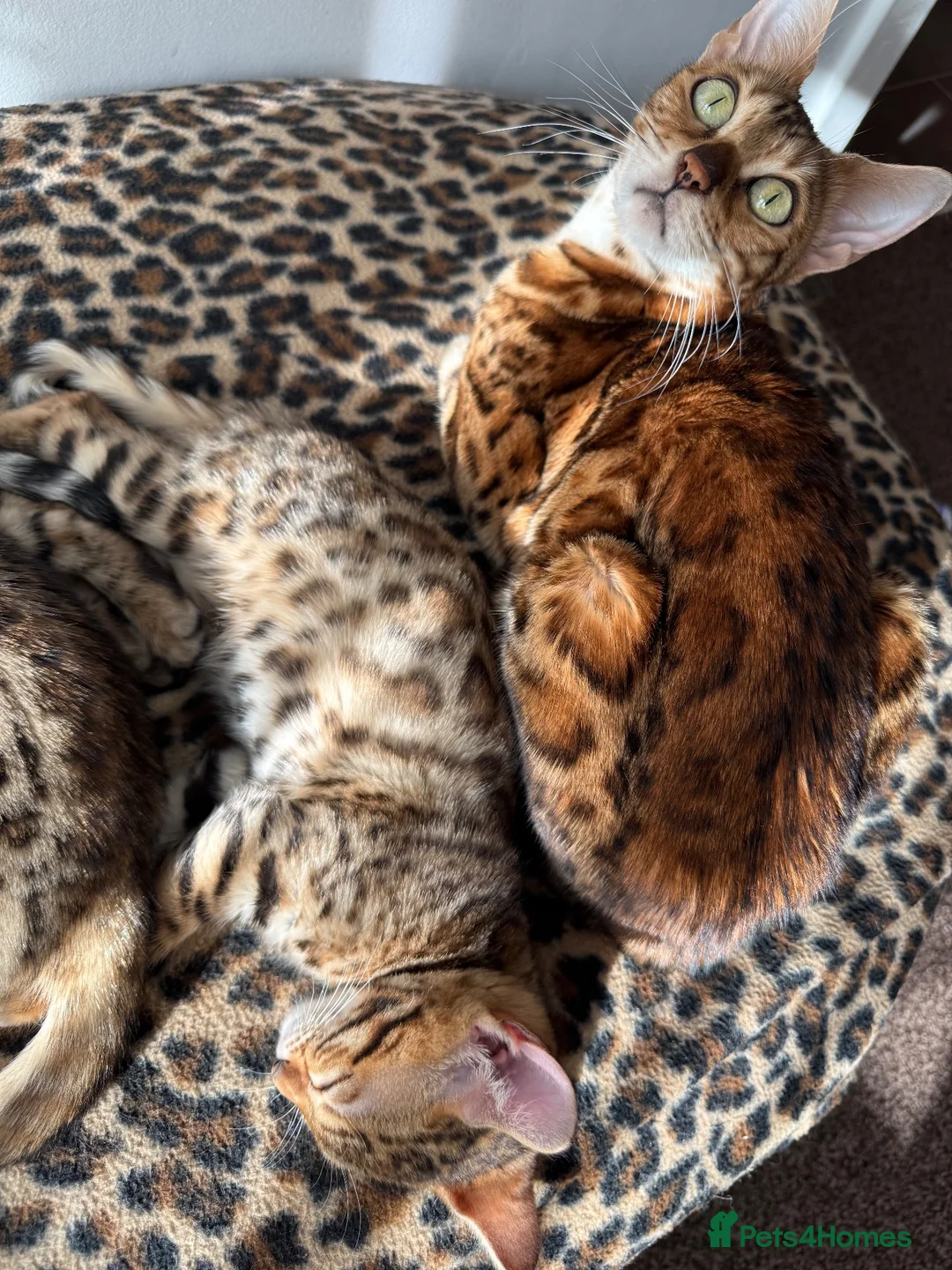 Bengal cats for sale: Bengal kittens - Advert 1