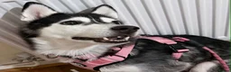Siberian Husky dogs for sale: Two husky puppies for sale - Advert 1
