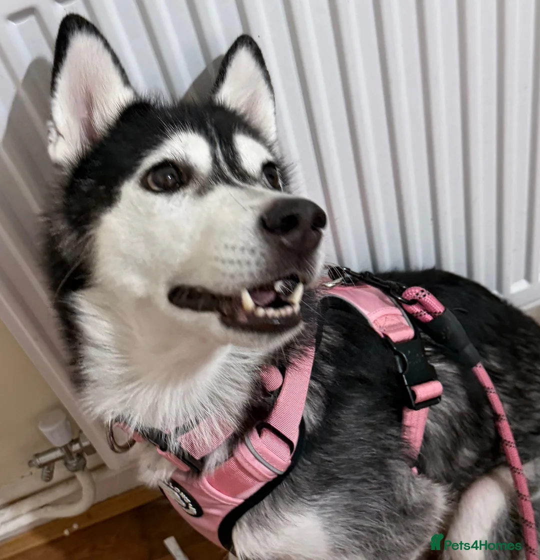 Siberian Husky dogs for sale: Two husky puppies for sale - Advert 1