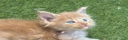 Maine Coon cats for sale: TICA Registered Maine Coon Kittens 🐾 - Advert 20