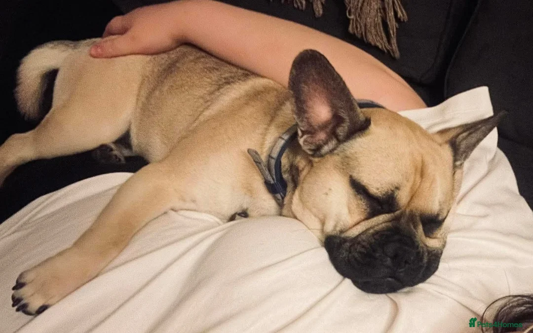 Frug dogs for sale: Milo the frug - Advert 4