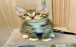 Mixed Breed cats for sale: All went to a good home 💕 thanks - Image 8