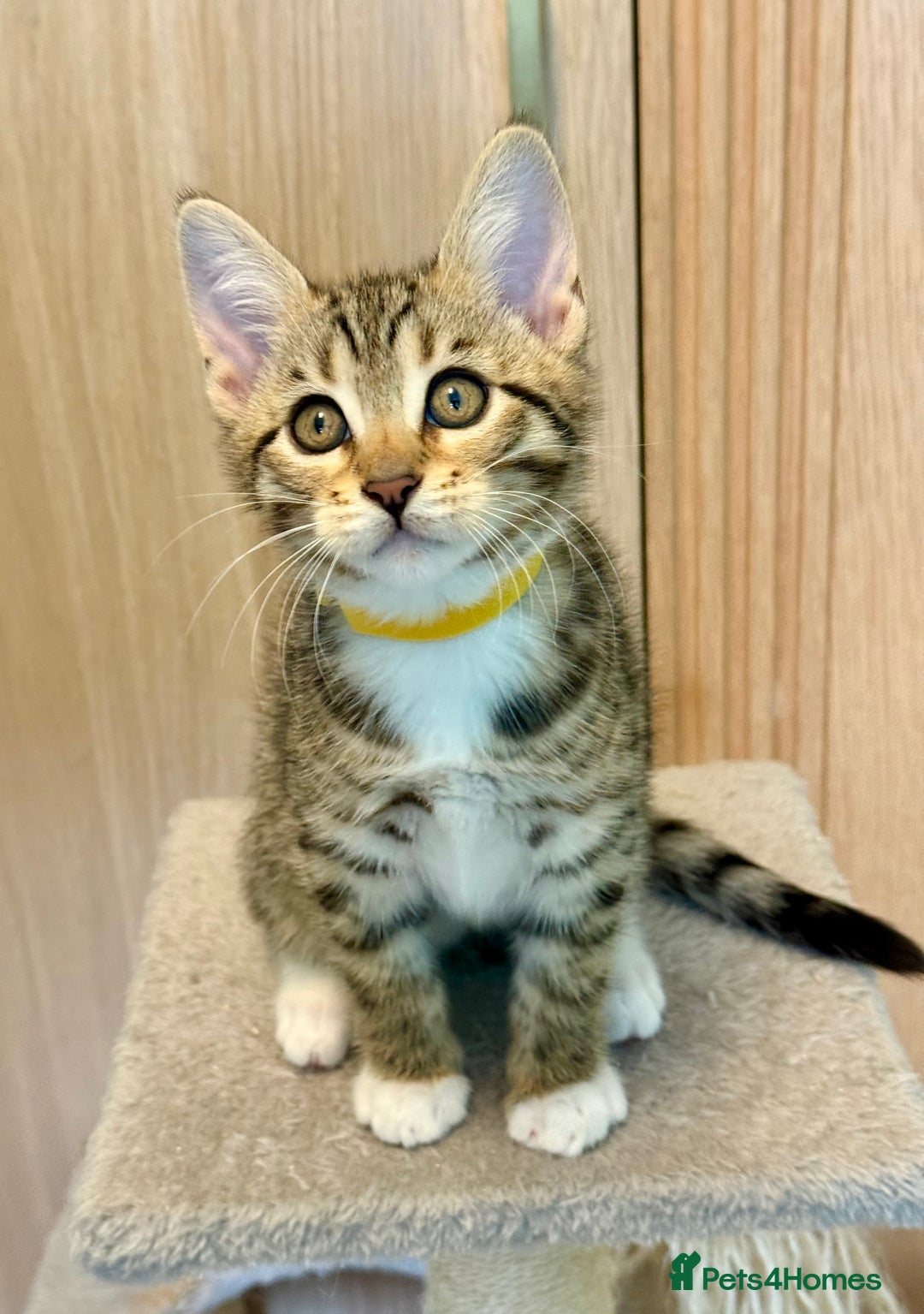 Mixed Breed cats for sale: All went to a good home 💕 thanks - Image 8