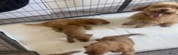 Cockapoo dogs for sale: the cockapoo sisters  - Advert 8
