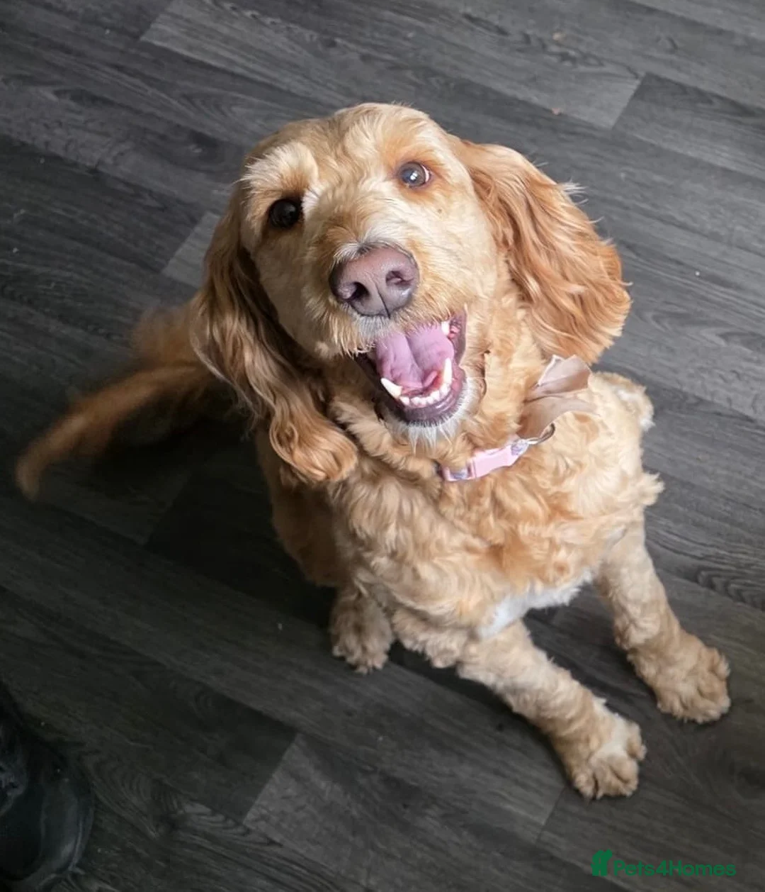 Australian Labradoodle dogs for sale: Beautiful, Heath Tested Australian Labradoodles - Advert 14