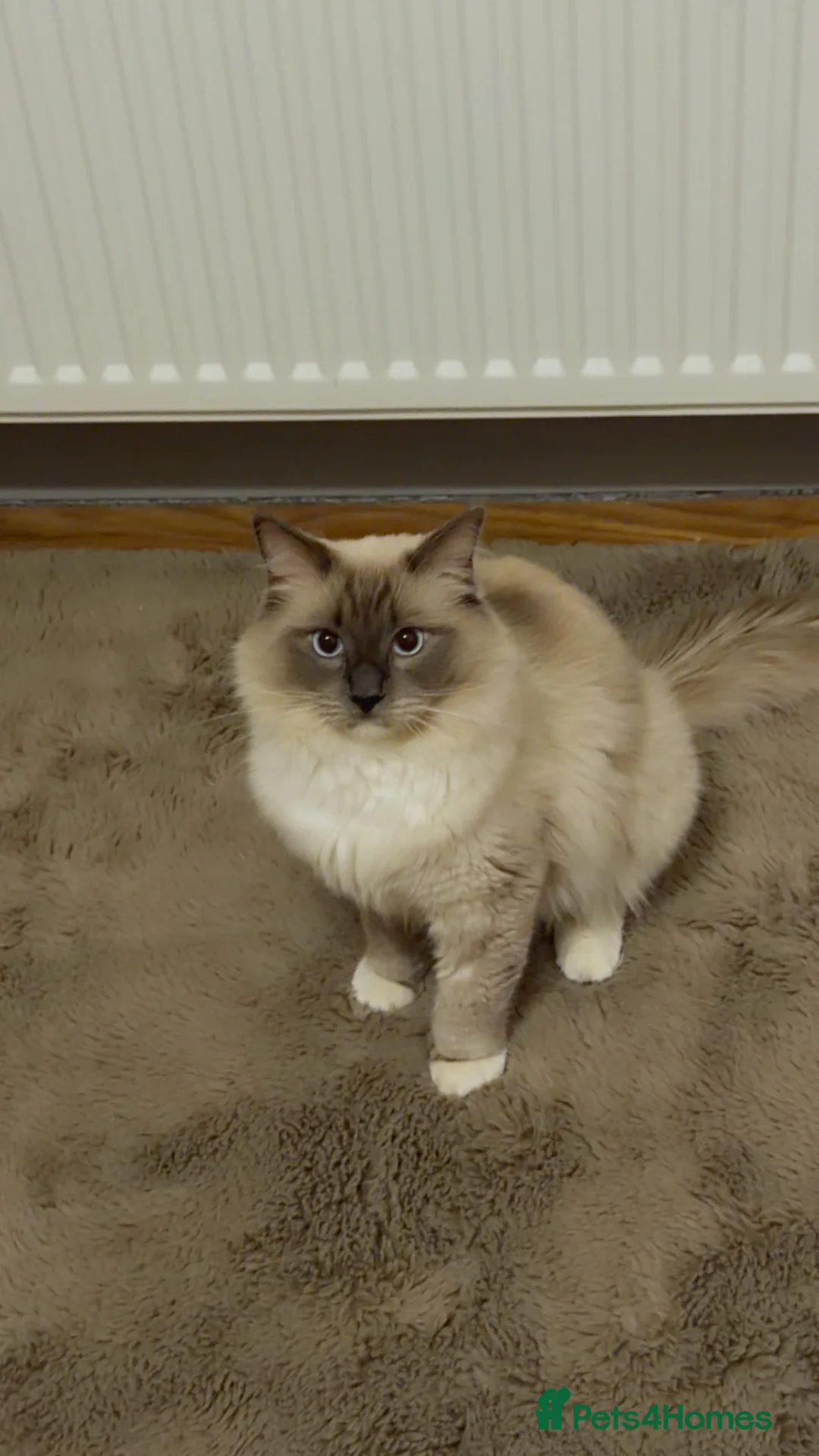 Ragdoll cats for sale: Beautiful 1-Year-Old Male Ragdoll Cat - Advert 8