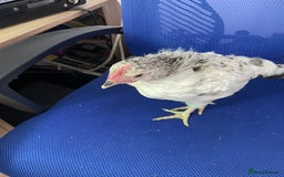 Chickens poultry for sale: Six week old chicks - Image 2