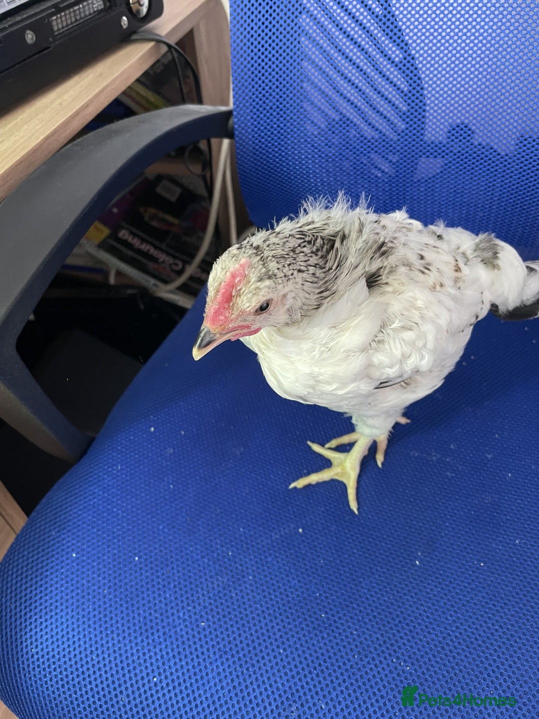 Chickens poultry for sale: Six week old chicks - Image 2