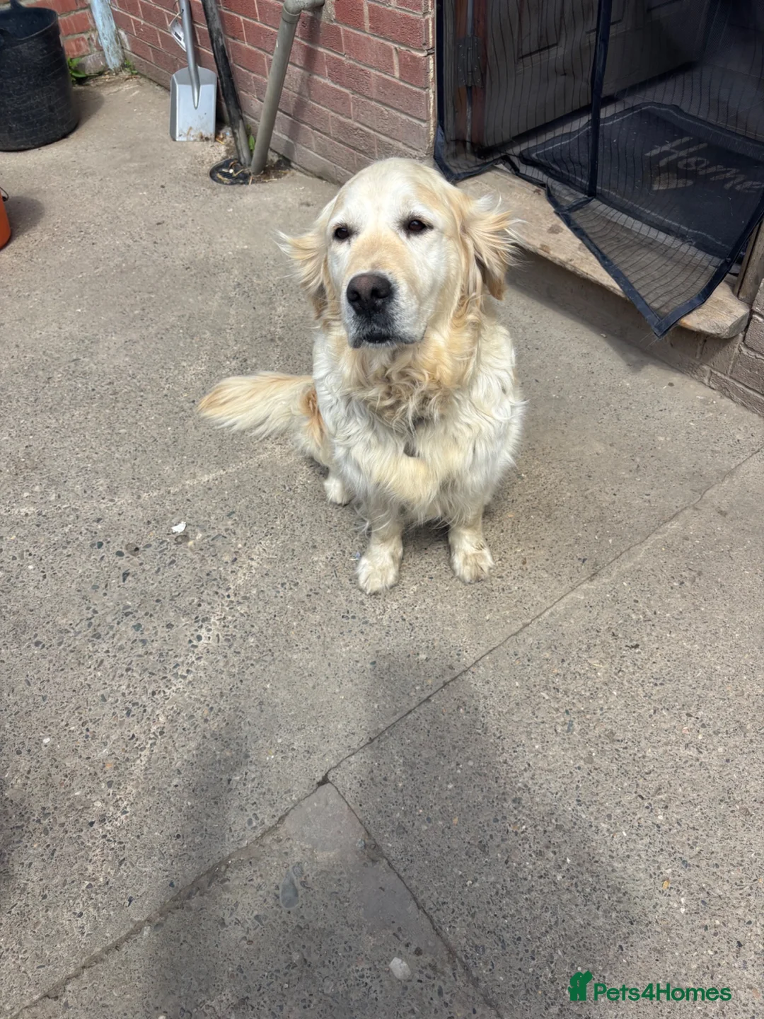Golden Retriever dogs for sale: Gorgeous goldens - Advert 7