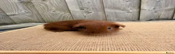 Guinea Pig rodents for sale: Gorgeous DEG boars  - Advert 2