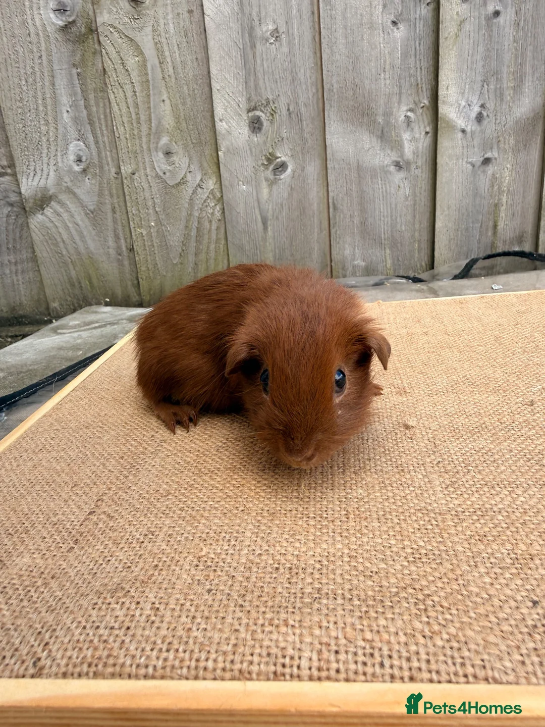 Guinea Pig rodents for sale: Gorgeous DEG boars  - Advert 2