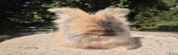 Angora rabbits for sale: 💙READY NOW-FULL FACE ANGORA BOY-PARENTS FROM🇫🇷 - Advert 5