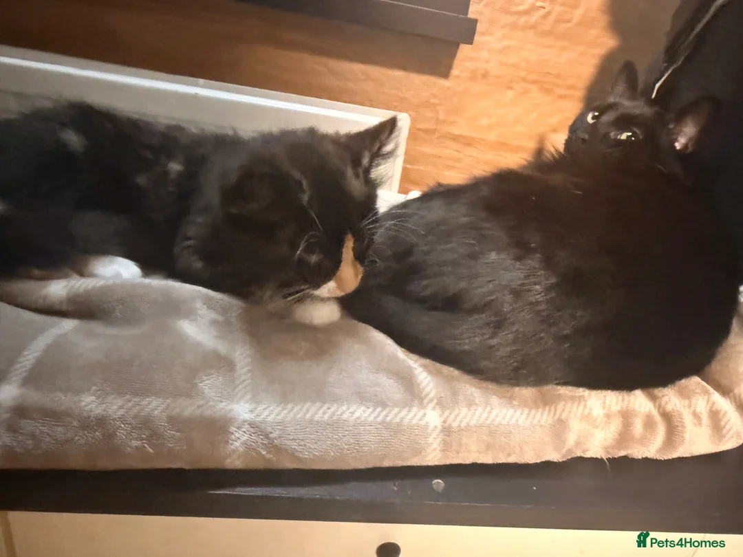 Mixed Breed cats for sale: Female kitten    pending  - Advert 19