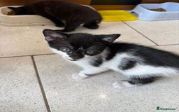 British Shorthair cats for sale: Kittens  - Image 7