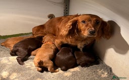 Cocker Spaniel dogs for sale: Adorable Cocker Spaniel puppies - Image 8