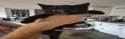 Mixed Breed cats for sale: Bouncy Kittens for Sale in Poole - Advert 8